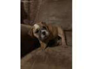 Bulldog Puppy for sale in Benton, MO, USA