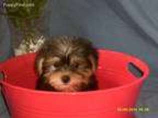 Yorkshire Terrier Puppy for sale in Vandalia, IL, USA