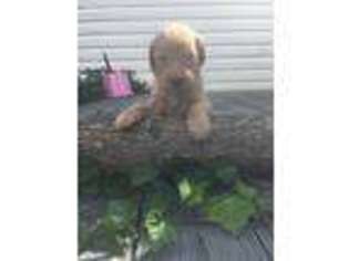 Goldendoodle Puppy for sale in Wytheville, VA, USA