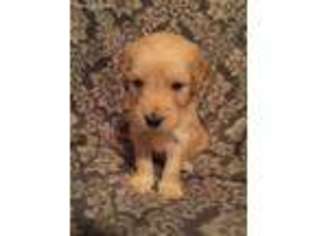 Goldendoodle Puppy for sale in Jeffersonville, IN, USA