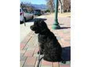 Black Russian Terrier Puppy for sale in Colorado Springs, CO, USA