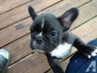 French Bulldog Puppy for sale in MASON, OH, USA