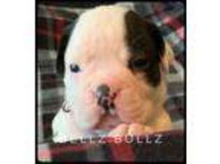 Olde English Bulldogge Puppy for sale in West Des Moines, IA, USA