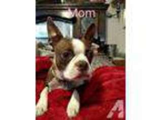 Boston Terrier Puppy for sale in CITRUS HEIGHTS, CA, USA