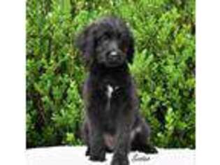 Labradoodle Puppy for sale in White Oak, GA, USA