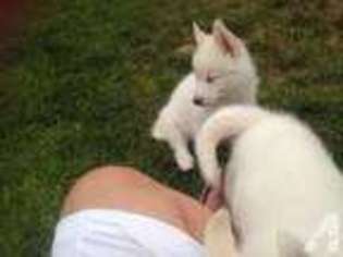 Siberian Husky Puppy for sale in WINNEMUCCA, NV, USA