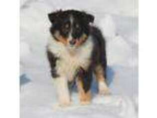 Shetland Sheepdog Puppy for sale in Grand Rapids, MI, USA