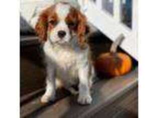 Cavalier King Charles Spaniel Puppy for sale in Levittown, PA, USA