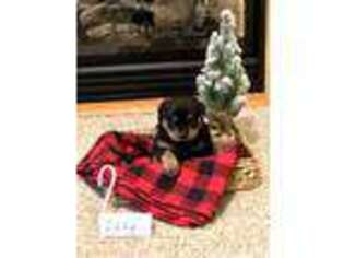 Rottweiler Puppy for sale in Augusta, WV, USA
