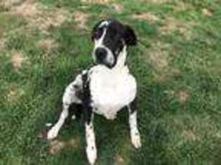 Great Dane Puppy for sale in Park City, KY, USA