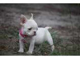 French Bulldog Puppy for sale in Quitman, GA, USA