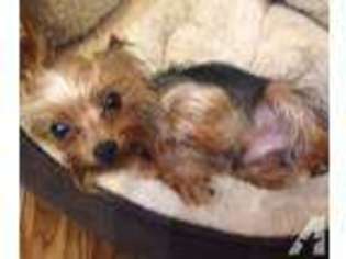 Yorkshire Terrier Puppy for sale in SWEENY, TX, USA