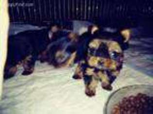 Yorkshire Terrier Puppy for sale in Graham, AL, USA