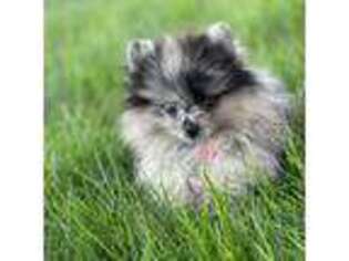 Pomeranian Puppy for sale in Waterford, CT, USA
