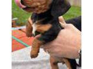 Dachshund Puppy for sale in Stone Mountain, GA, USA