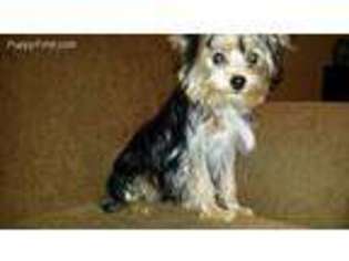 Yorkshire Terrier Puppy for sale in Murphy, NC, USA