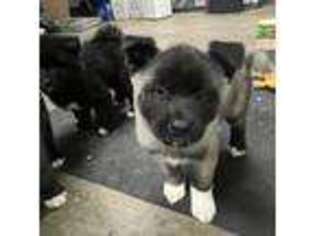 Akita Puppy for sale in Lancaster, CA, USA
