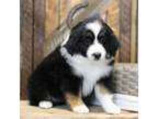 Miniature Australian Shepherd Puppy for sale in Delta, CO, USA