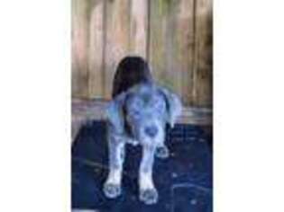 Cane Corso Puppy for sale in Texarkana, TX, USA