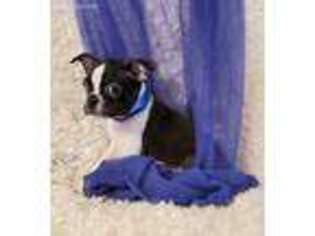Boston Terrier Puppy for sale in Becker, MN, USA