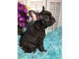 French Bulldog Puppy for sale in Gladewater, TX, USA