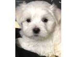 Maltese Puppy for sale in Cassville, MO, USA
