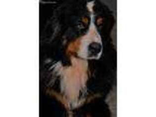Bernese Mountain Dog Puppy for sale in Idaho Falls, ID, USA