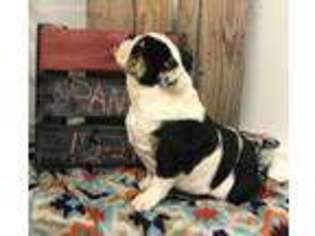 Bulldog Puppy for sale in Sasakwa, OK, USA