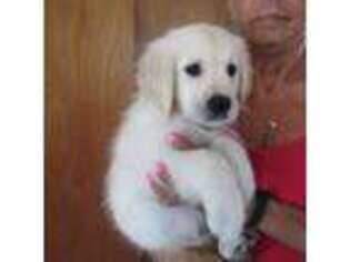 Mutt Puppy for sale in Northwood, OH, USA