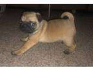 Pug Puppy for sale in Blair, NE, USA