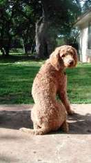 Goldendoodle Puppy for sale in Dripping Springs, TX, USA
