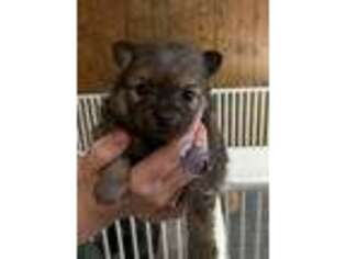Pomeranian Puppy for sale in Butternut, WI, USA