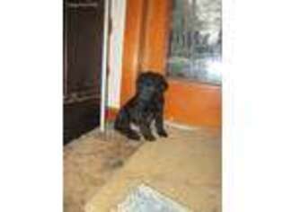 Mutt Puppy for sale in Addison, NY, USA