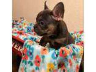 French Bulldog Puppy for sale in Bartlesville, OK, USA