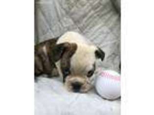 Bulldog Puppy for sale in Hagerhill, KY, USA