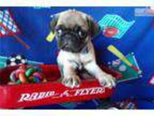 Pug Puppy for sale in Fort Worth, TX, USA