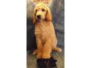 Mutt Puppy for sale in Juneau, WI, USA