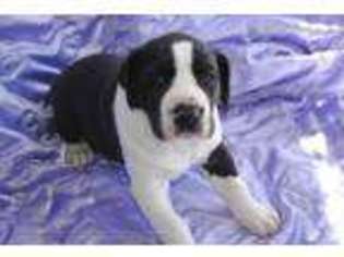 Great Dane Puppy for sale in WILMORE, KY, USA