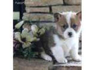 Pembroke Welsh Corgi Puppy for sale in Manheim, PA, USA