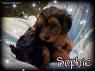 Yorkshire Terrier Puppy for sale in Tylertown, MS, USA