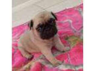 Pug Puppy for sale in Bartow, FL, USA