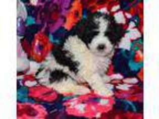 Mutt Puppy for sale in Waverly, KS, USA