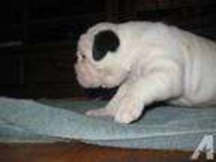 Olde English Bulldogge Puppy for sale in EDEN, NC, USA