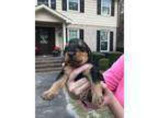 Airedale Terrier Puppy for sale in Aiken, SC, USA