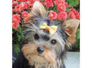 Yorkshire Terrier Puppy for sale in Kouts, IN, USA