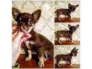 Chihuahua Puppy for sale in Fremont, OH, USA