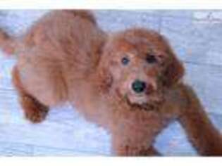 Goldendoodle Puppy for sale in Atlanta, GA, USA