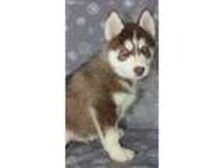 Siberian Husky Puppy for sale in Dundee, OH, USA