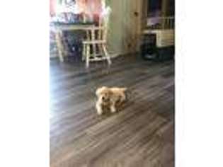 Golden Retriever Puppy for sale in Madisonville, TN, USA