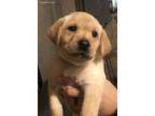 Labrador Retriever Puppy for sale in Union, MO, USA